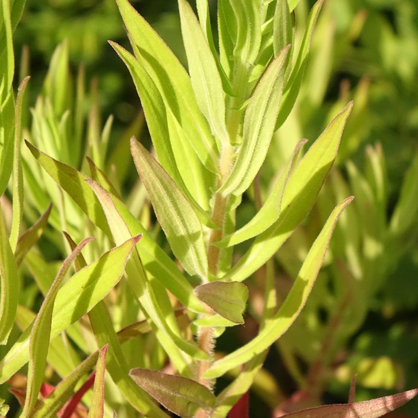 Aster novae-angliae Annabelle de Chazal - Neuenglische Aster (Foliage)