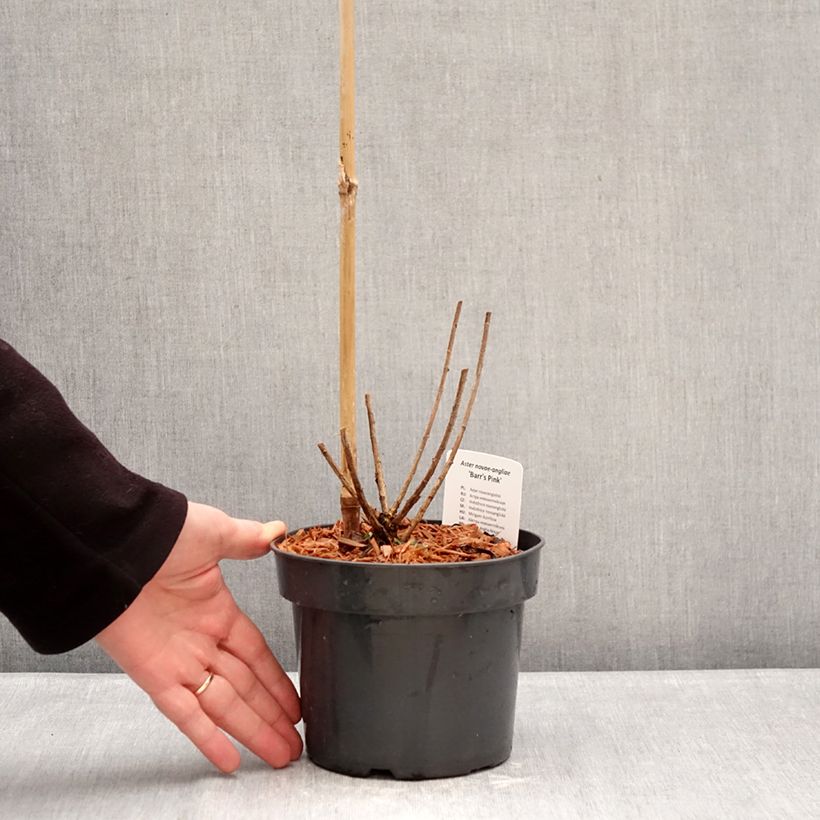 Exemplar von Aster novae-angliae Barrs Pink - Neuenglische Aster Topf mit 2L/3L wie im Winter geliefert