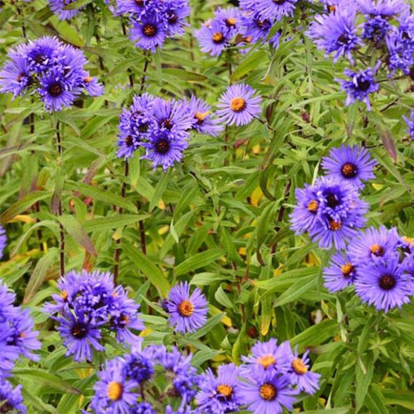 Aster novae-angliae Guido en Gezelle - Neuenglische Aster (Flowering)