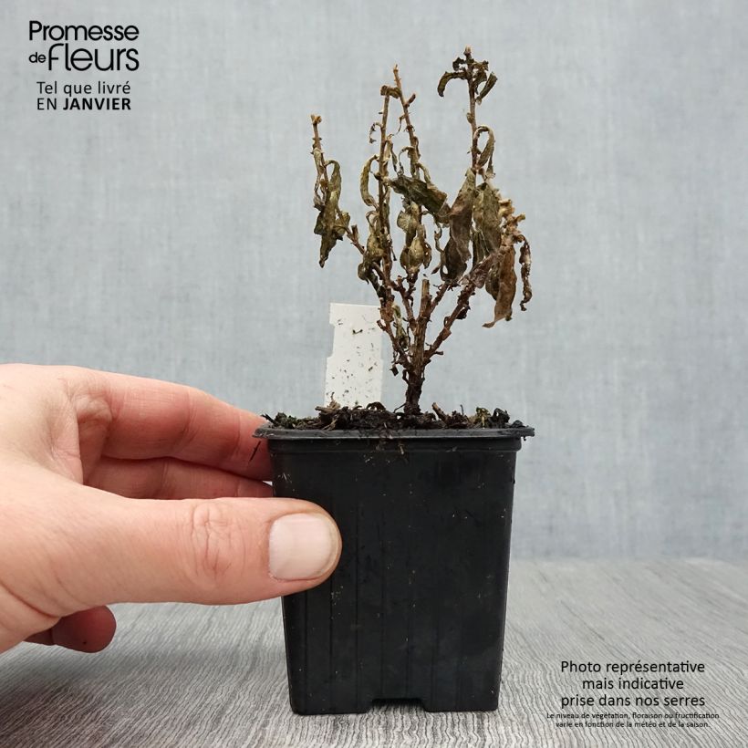 Exemplar von Aster novae-angliae Rosa Sieger - Neuenglische Aster Kleine Töpfe von 7/8 cm wie im Winter geliefert