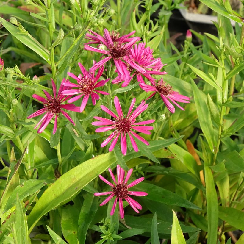 Aster novi-belgii Crimson Brocade - Glattblatt-Aster (Flowering)