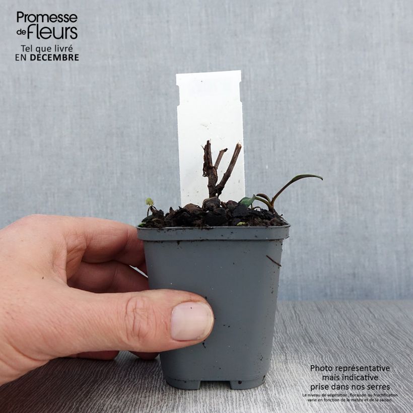 Exemplar von Aster novi-belgii Eventide - Glattblatt-Aster Kleine Töpfe von 7/8 cm wie im Winter geliefert