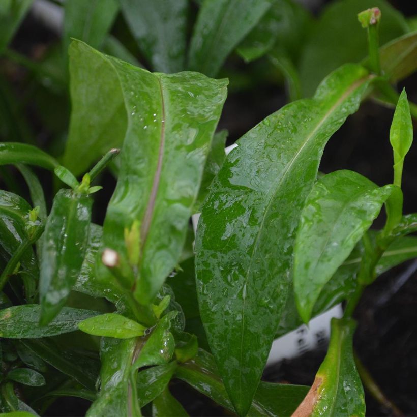 Aster novi-belgii Fellowship - Glattblatt-Aster (Foliage)