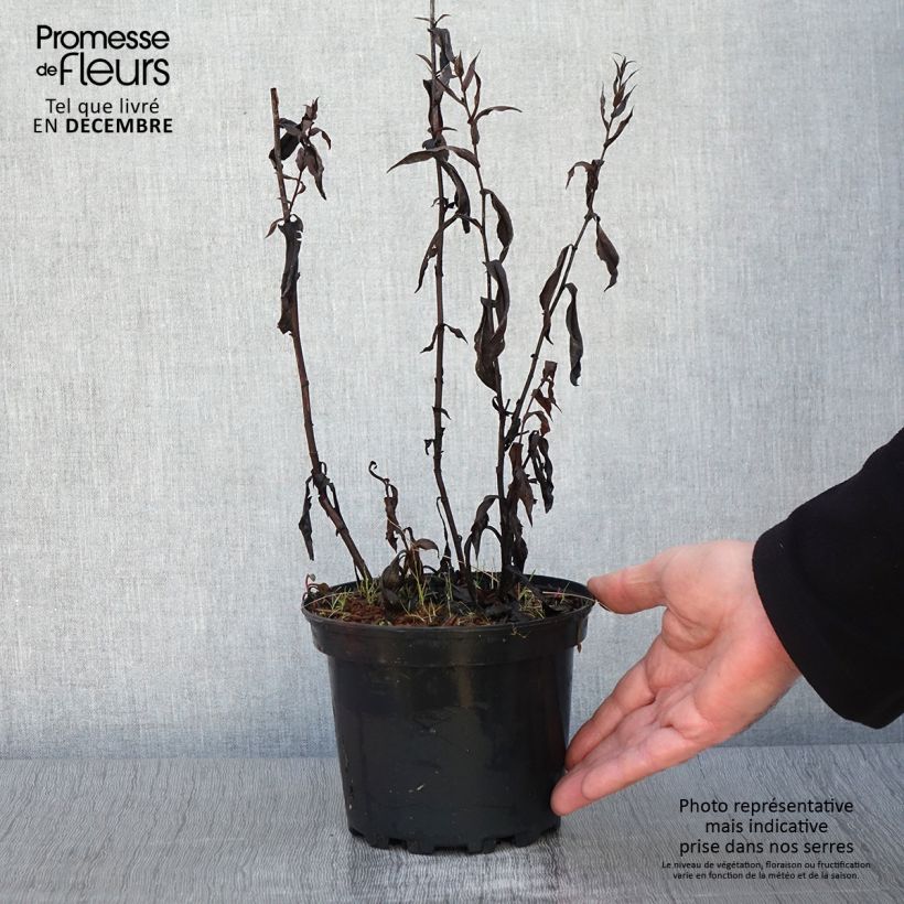 Example of Aster novi-belgii Fellowship - Glattblatt-Aster Topf mit 2L/3L as you get in automne