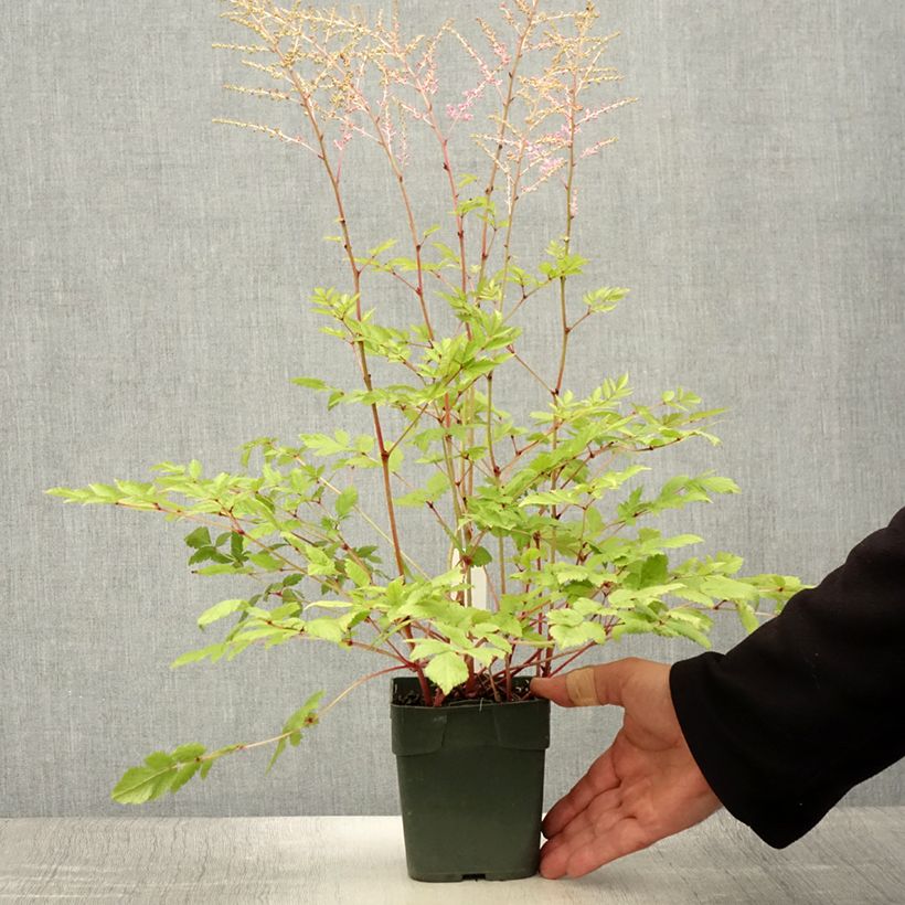 Example of Aster novi-belgii Flamingo - Glattblatt-Aster Kleine Töpfe von 8/9 cm as you get in ete