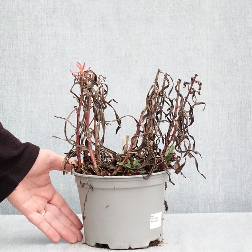Exemplar von Aster novi-belgii Karmin Kuppel - Glattblatt-Aster Topf mit 2L/3L wie im Herbst geliefert