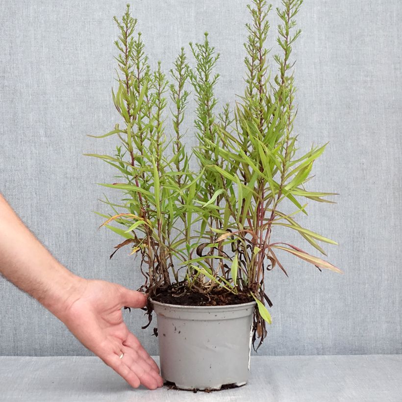 Example of Aster novi-belgii Karmin Kuppel - Glattblatt-Aster Topf mit 2L/3L as you get in ete