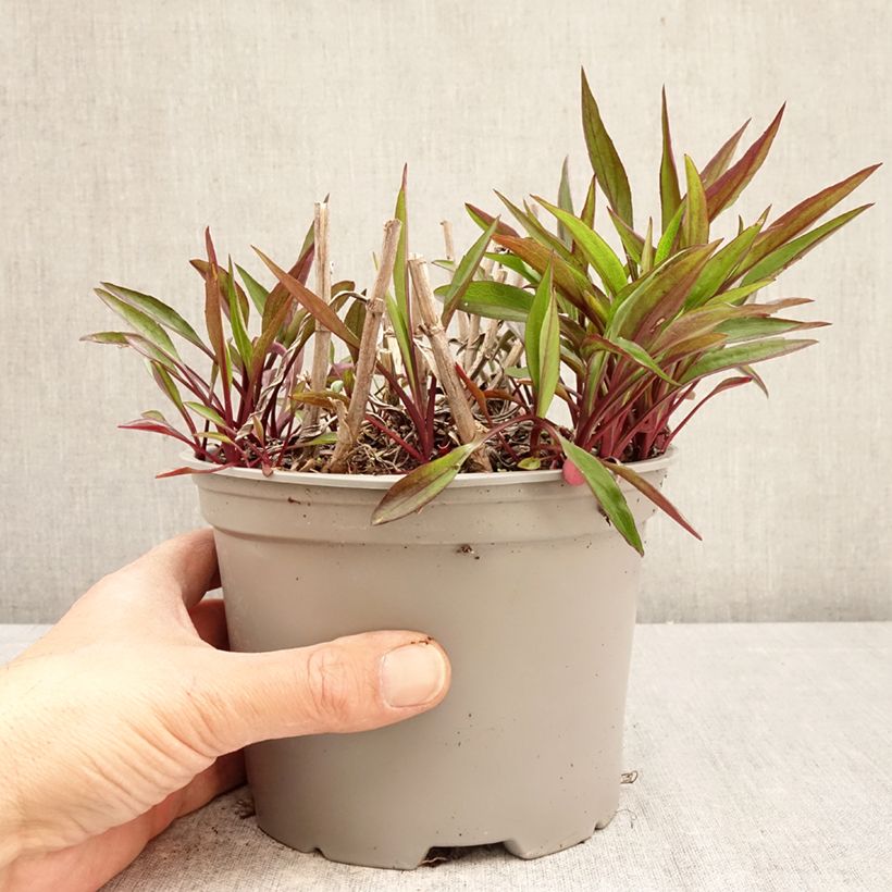 Exemplar von Aster novi-belgii Karmin Kuppel - Glattblatt-Aster Topf mit 2L/3L wie im Frühjahr geliefert