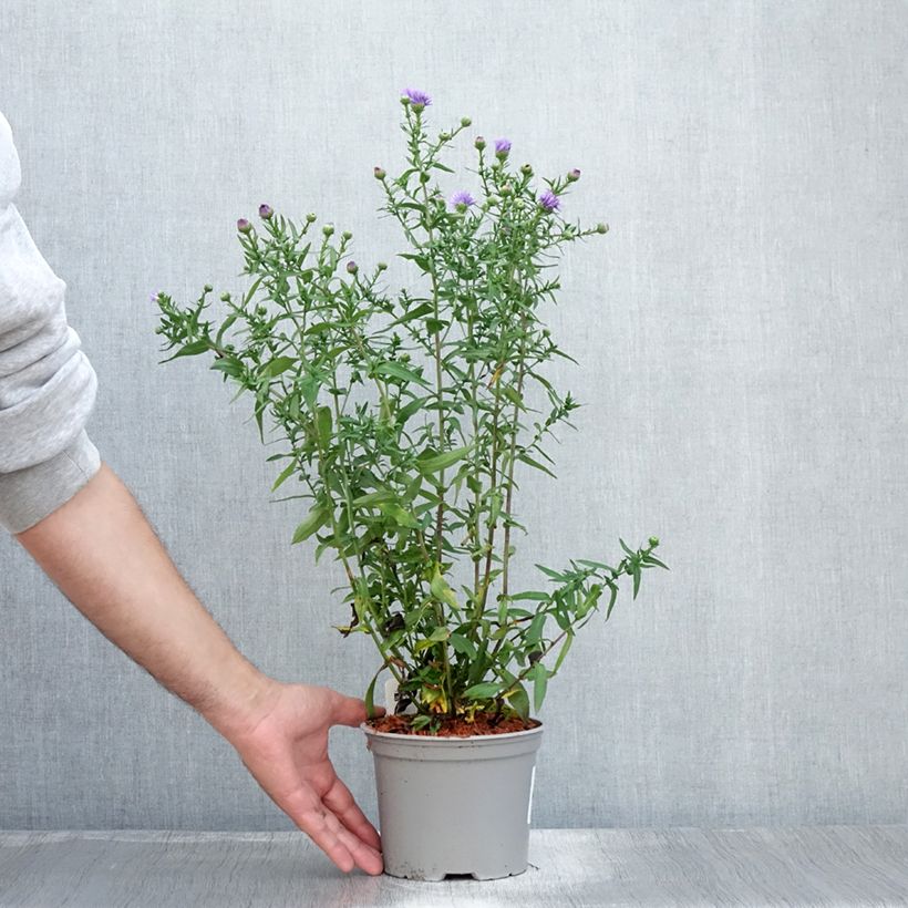 Example of Aster novi-belgii Marie Ballard - Glattblatt-Aster Topf mit 2L/3L as you get in ete