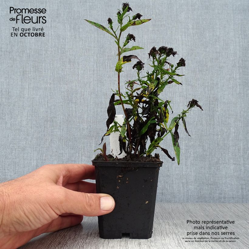 Example of Aster novi-belgii Patricia Ballard - Glattblatt-Aster Kleine Töpfe von 8/9 cm as you get in automne