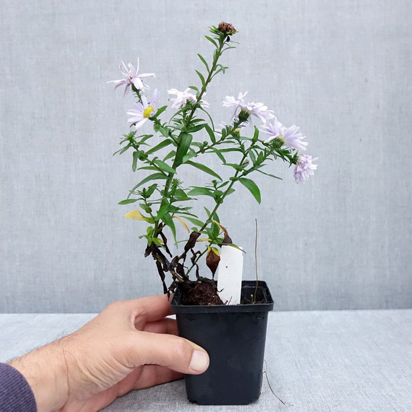 Exemplar von Aster novi-belgii Porzellan - Glattblatt-Aster Kleine Töpfe von 8/9 cm wie im Herbst geliefert
