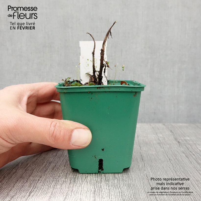 Exemplar von Aster novi-belgii Reitlingstal - Glattblatt-Aster Kleine Töpfe von 8/9 cm wie im Winter geliefert