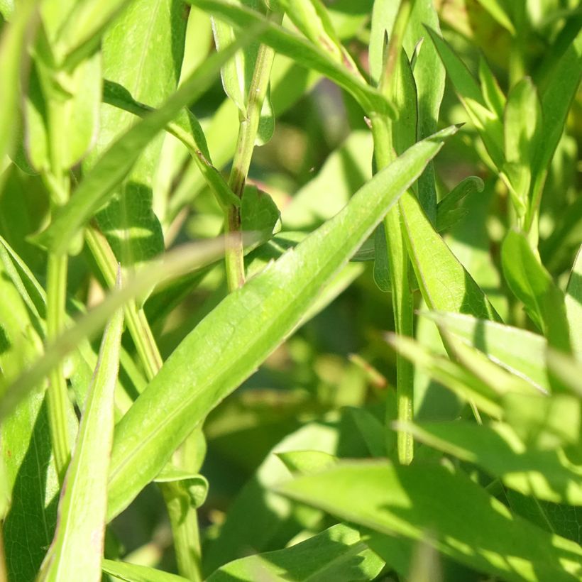 Aster novi-belgii Sarah Ballard - Glattblatt-Aster (Foliage)