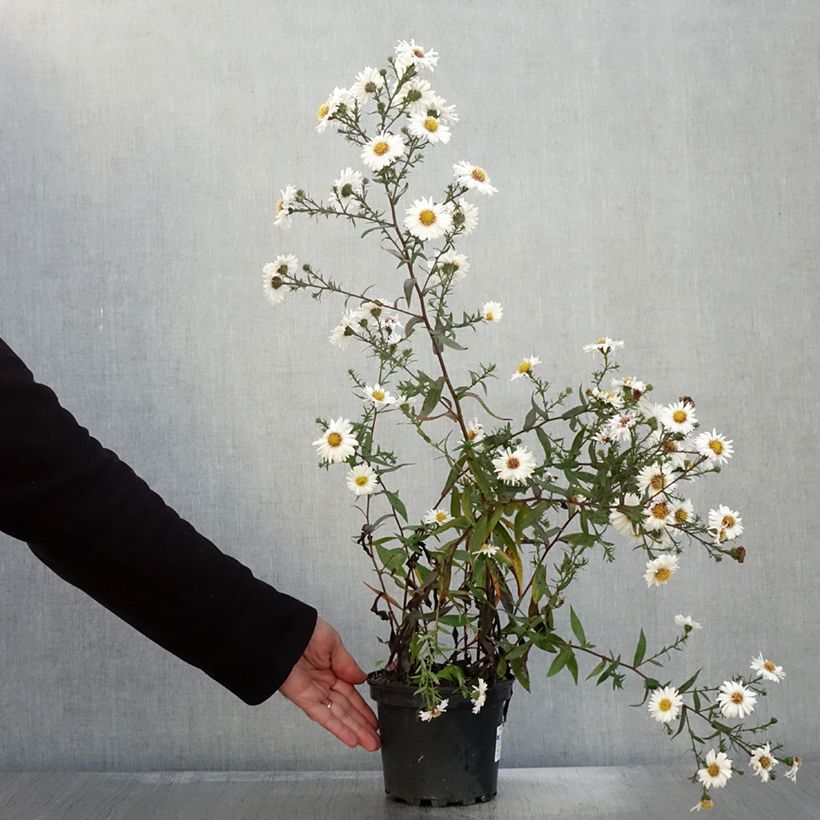 Example of Aster novi-belgii White Lady - Glattblatt-Aster Topf mit 2L/3L as you get in automne