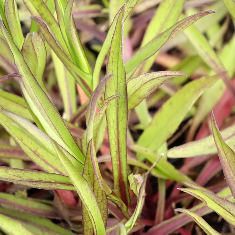 Aster novi-belgii Winston S. Churchill - Glattblatt-Aster (Foliage)