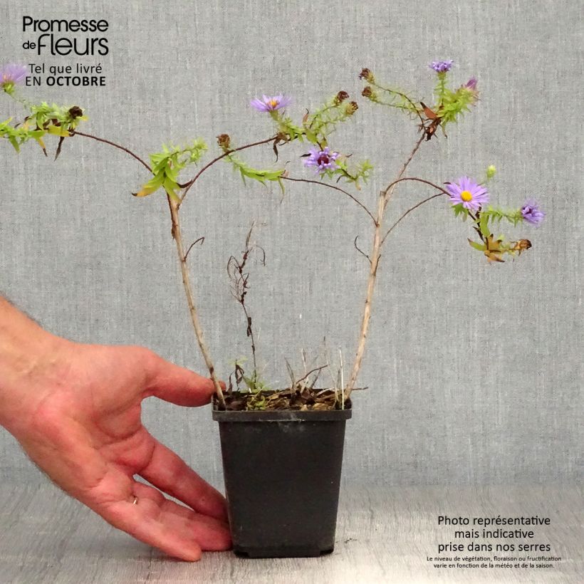 Example of Aster oblongifolium October Skies Kleine Töpfe von 8/9 cm as you get in automne