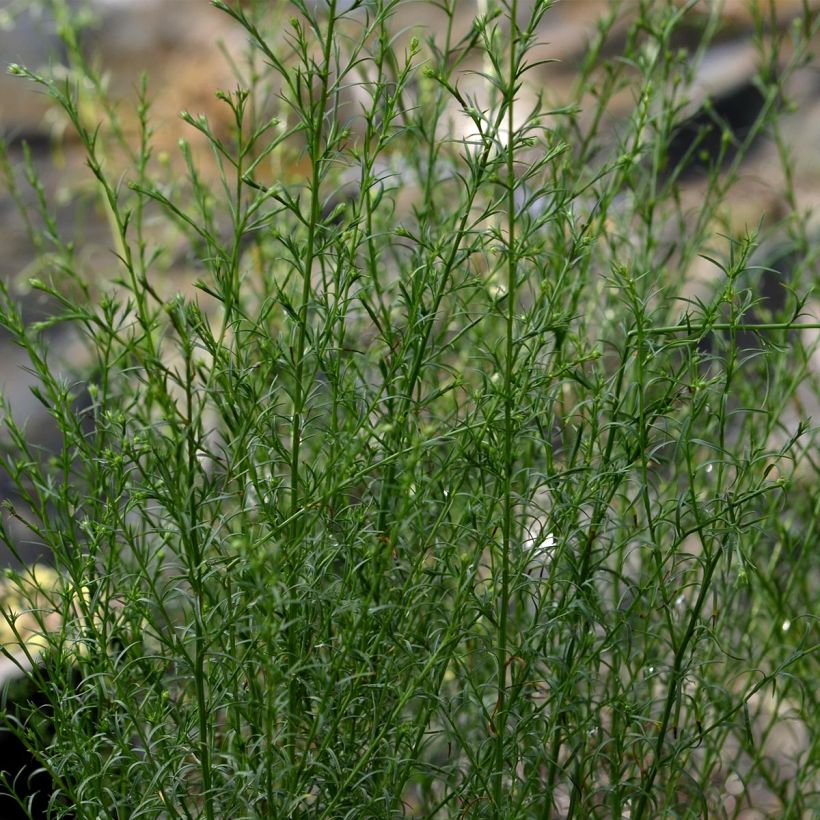 Aster ericoides pringlei Monte Cassino - Myrten Aster (Foliage)