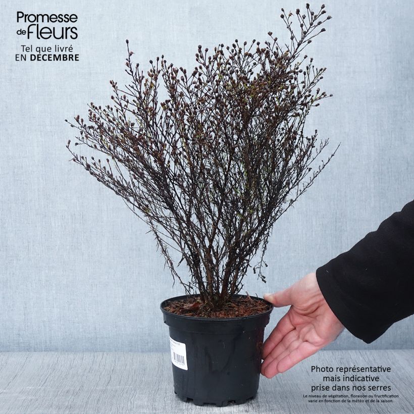 Example of Aster ericoides pringlei Monte Cassino - Myrten Aster Topf mit 2L/3L as you get in automne