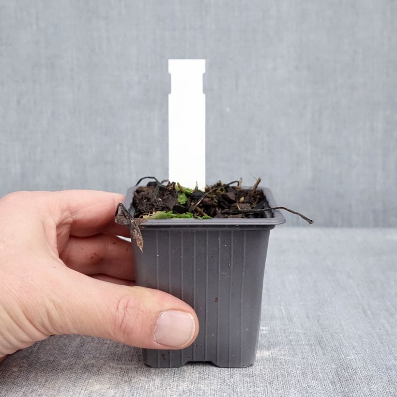 Exemplar von Aster schreberi  - Schrebers Aster Kleine Töpfe von 8/9 cm wie im Winter geliefert