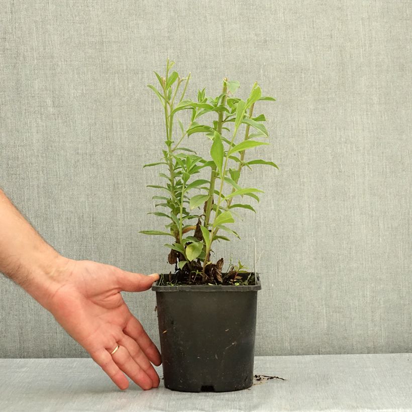 Exemplar von Aster thomsonii Topf mit 1,5L/2L wie im Sommer geliefert