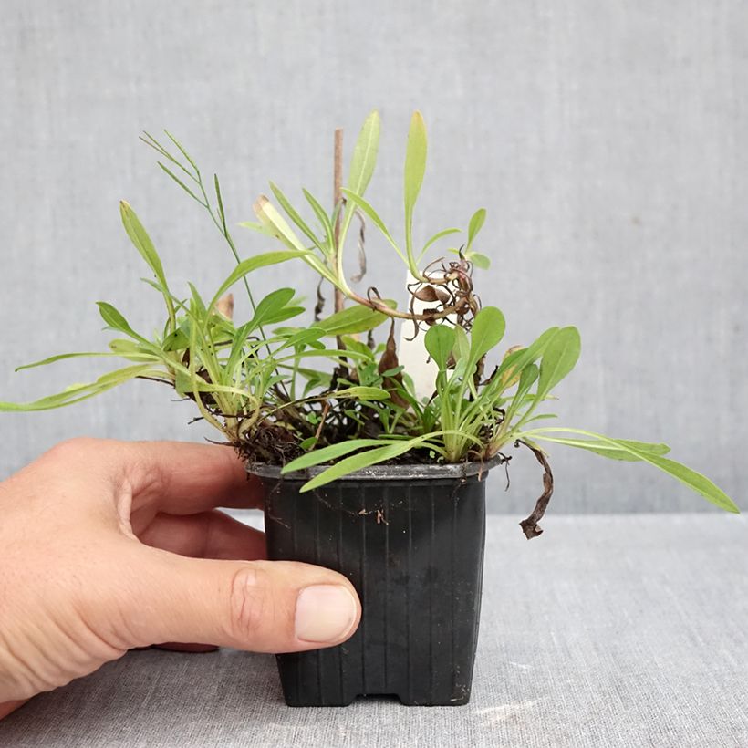 Exemplar von Aster tongolensis Berggarten - Frühlings-Aster Kleine Töpfe von 8/9 cm wie im Herbst geliefert