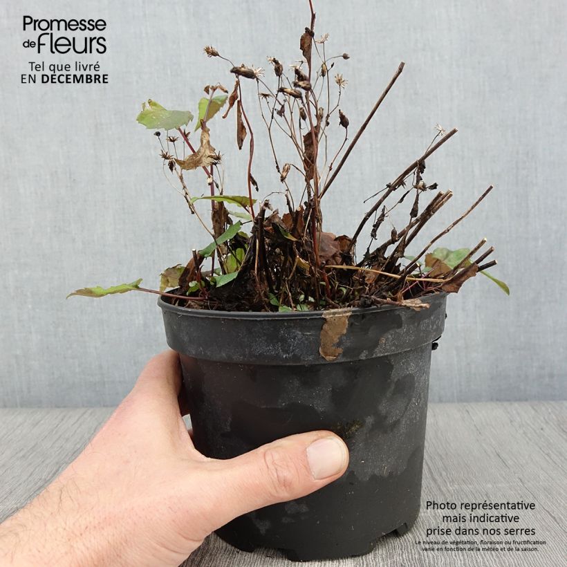 Example of Aster tradescantii - Kleinblütige Aster Topf mit 2L/3L as you get in automne