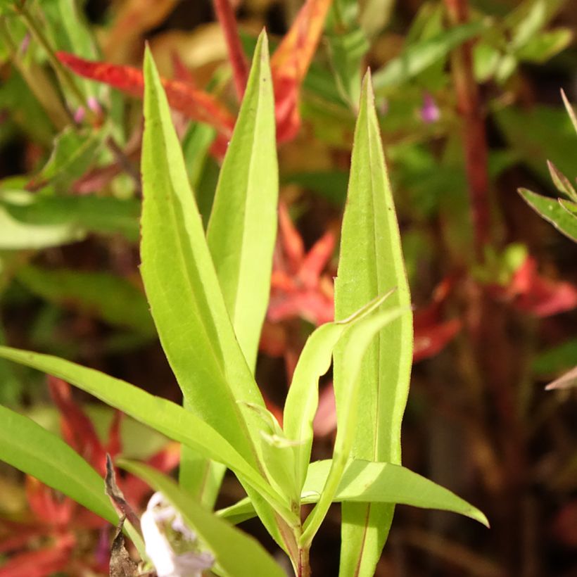 Aster versicolor Altweibersommer - Gescheckte Aster (Foliage)
