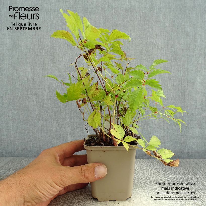 Example of Astilbe arendsii Brautschleier - Prachtspiere Kleine Töpfe von 8/9 cm as you get in ete