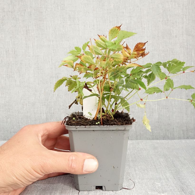 Exemplar von Astilbe arendsii Brautschleier - Prachtspiere Kleine Töpfe von 8/9 cm wie im Herbst geliefert