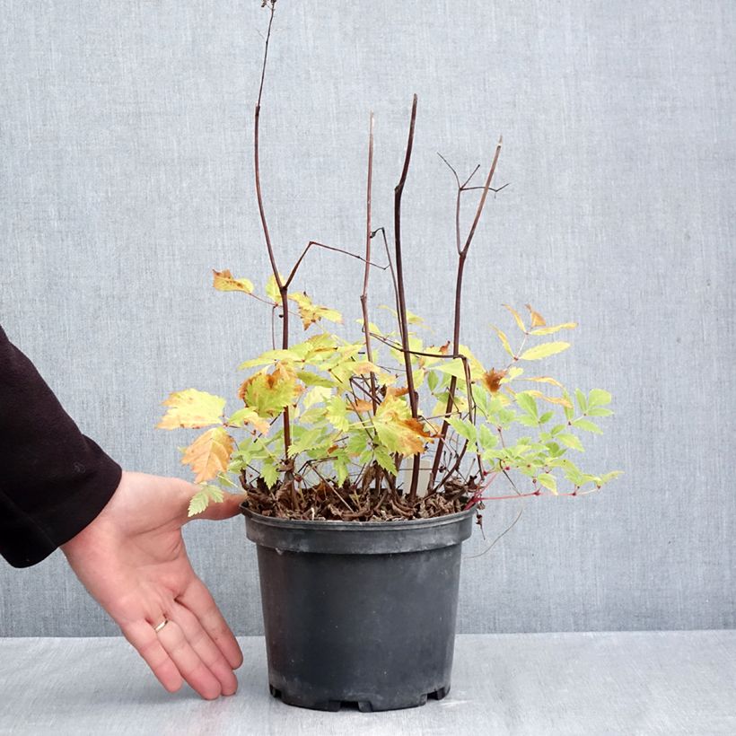 Exemplar von Astilbe arendsii Brautschleier - Prachtspiere Topf mit 2L/3L wie im Herbst geliefert
