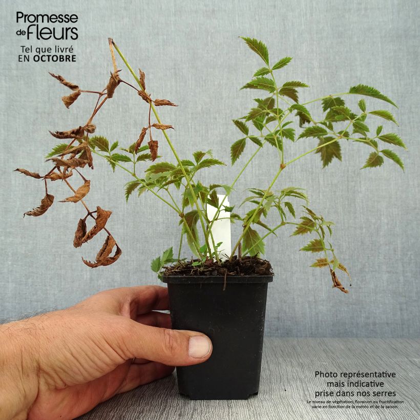 Example of Astilbe arendsii Cattleya - Prachtspiere Kleine Töpfe von 8/9 cm as you get in automne