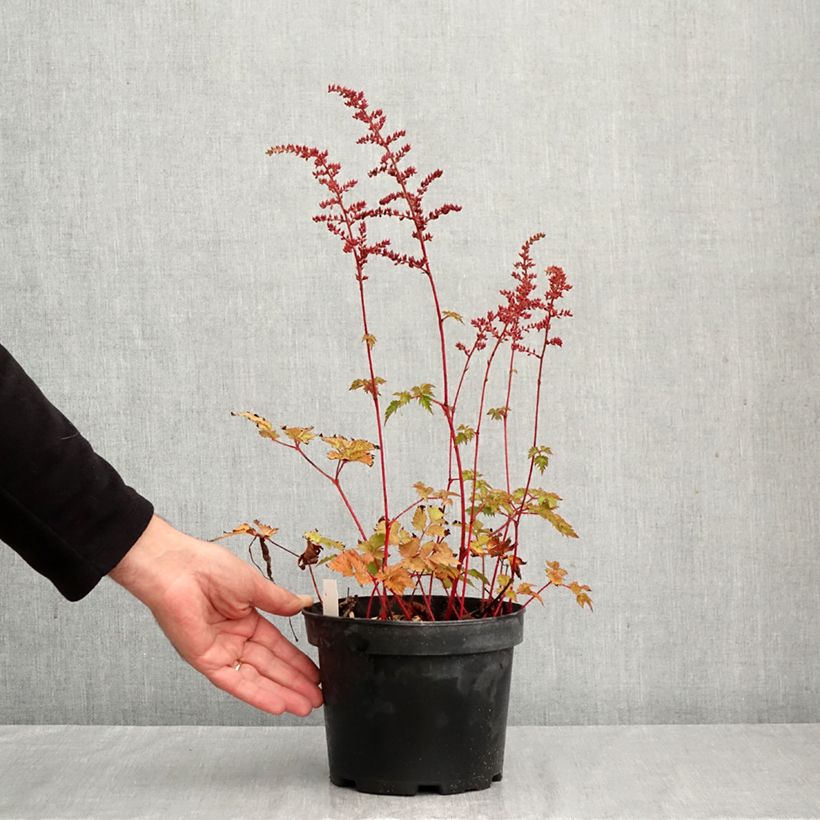 Exemplar von Astilbe arendsii Colour Flash - Prachtspiere Topf mit 2L/3L wie im Herbst geliefert