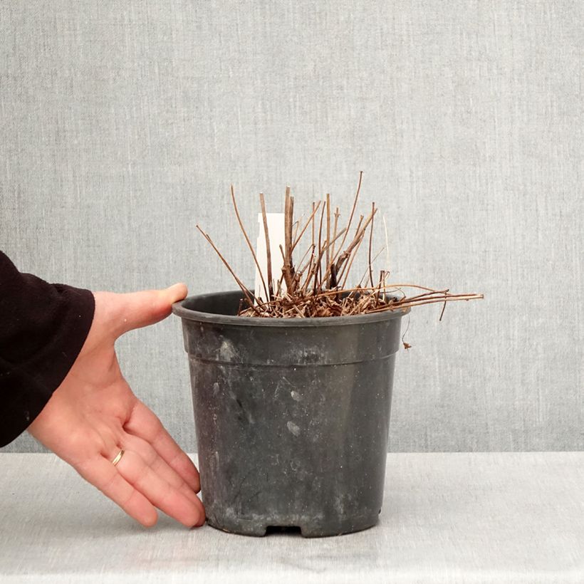 Exemplar von Astilbe arendsii Colour Flash - Prachtspiere Topf mit 2L/3L wie im Frühjahr geliefert