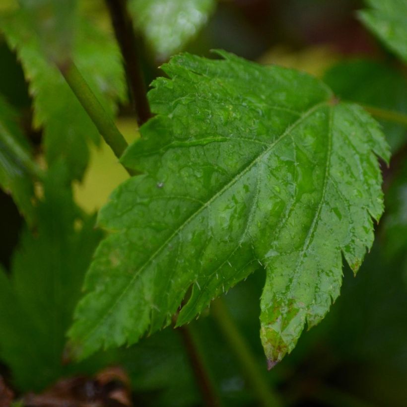 Astilbe arendsii Diamant - Prachtspiere (Foliage)