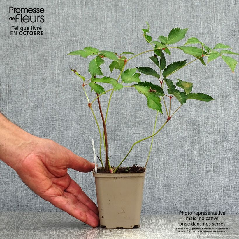 Example of Astilbe arendsii Diamant - Prachtspiere Kleine Töpfe von 8/9 cm as you get in automne