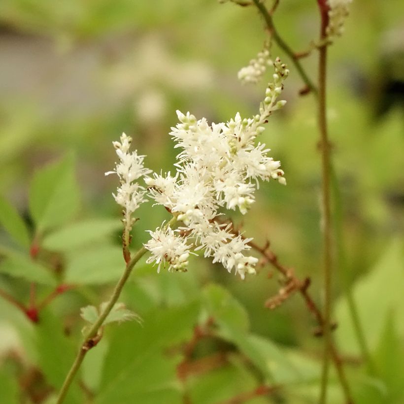 Astilbe arendsii Diamant - Prachtspiere (Flowering)