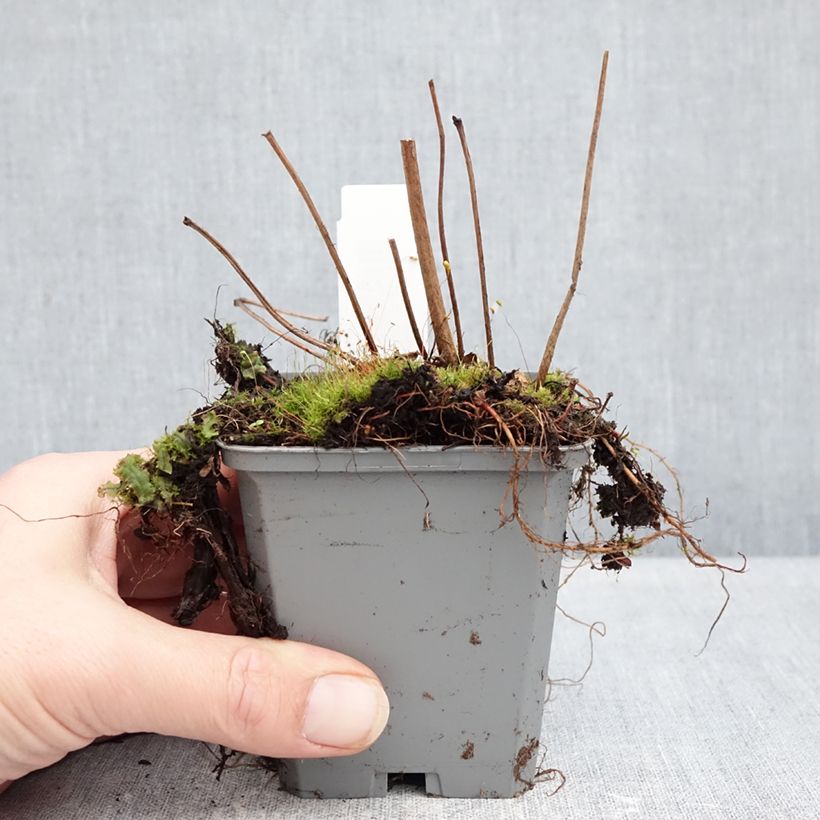 Exemplar von Astilbe arendsii Ellie - Prachtspiere Kleine Töpfe von 8/9 cm wie im Winter geliefert