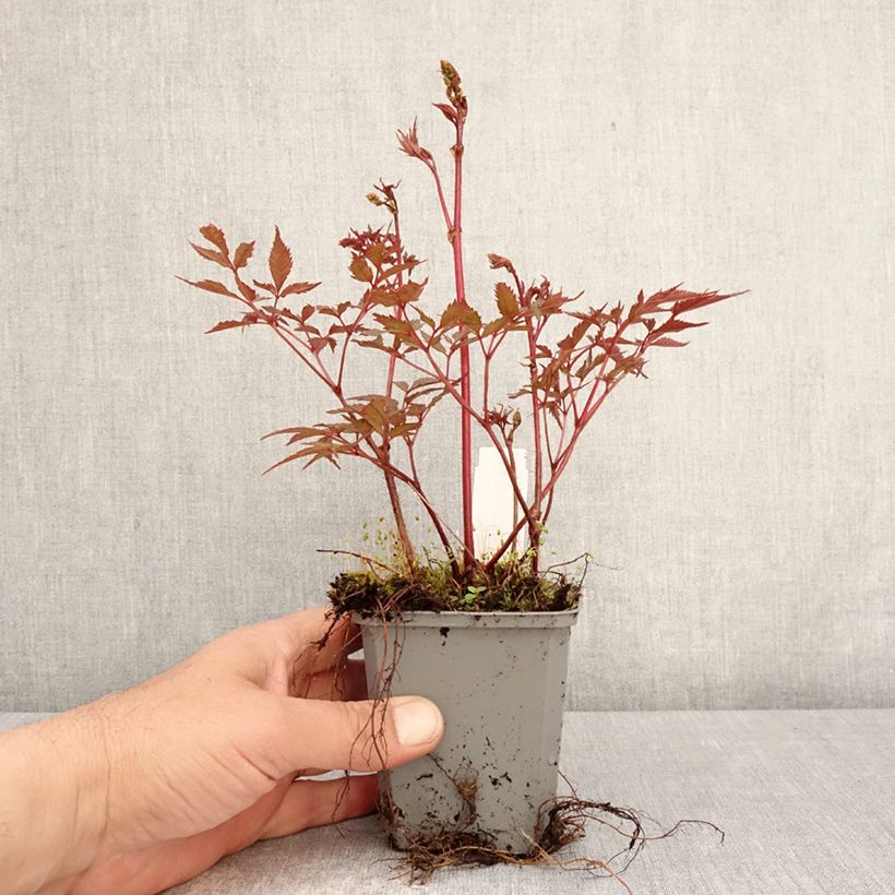 Exemplar von Astilbe arendsii Ellie - Prachtspiere Kleine Töpfe von 8/9 cm wie im Frühjahr geliefert