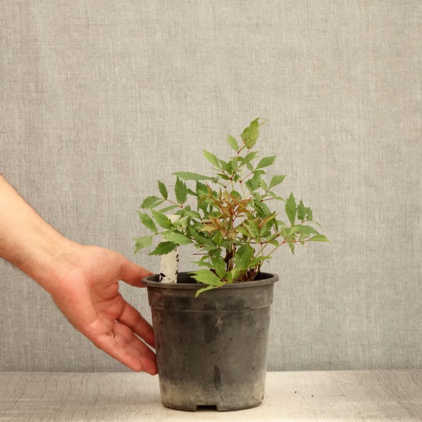 Example of Astilbe arendsii Ellie - Prachtspiere Topf mit 2L/3L as you get in ete