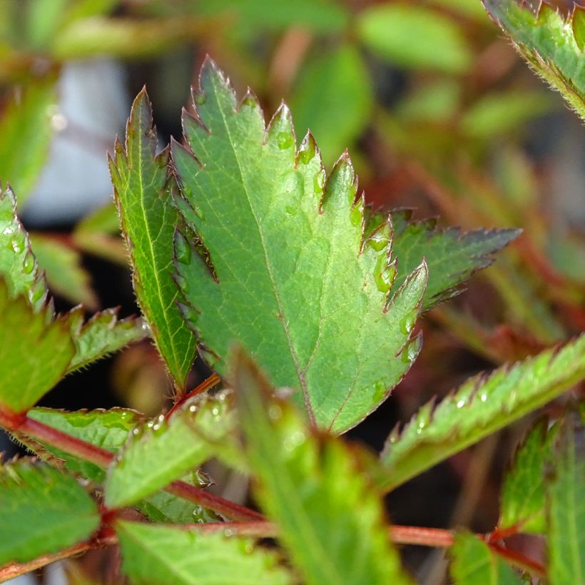 Astilbe arendsii Erika - Prachtspiere (Foliage)