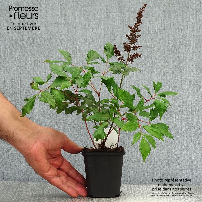 Example of Astilbe arendsii Fanal - Prachtspiere Kleine Töpfe von 7/8 cm as you get in automne