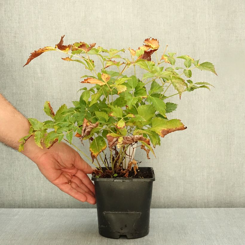 Exemplar von Astilbe arendsii Fanal - Prachtspiere Topf mit 2L/3L wie im Herbst geliefert