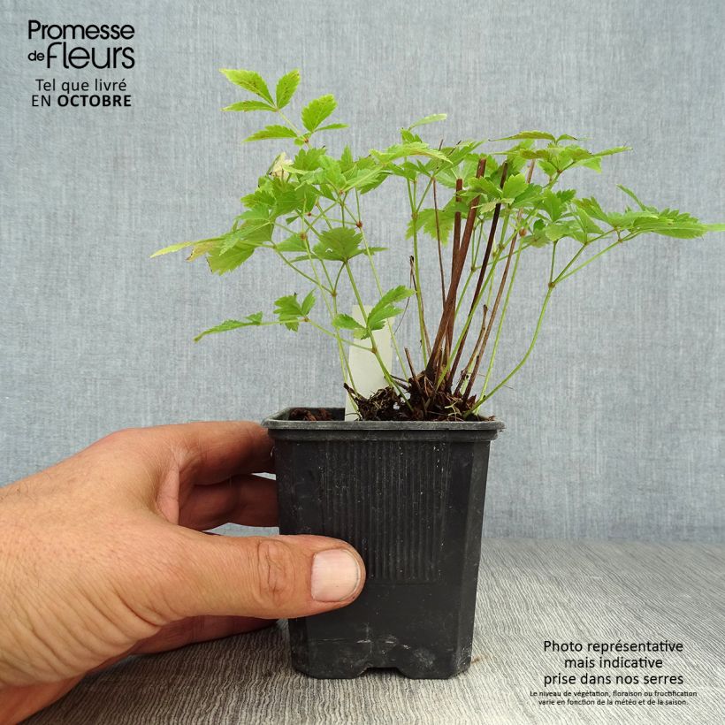 Example of Astilbe arendsii Hyazinth - Prachtspiere Kleine Töpfe von 8/9 cm as you get in automne