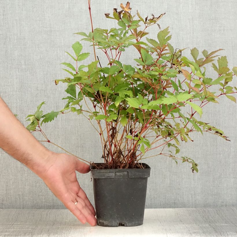 Example of Astilbe arendsii Moccachino - Prachtspiere Topf mit 2L/3L as you get in ete