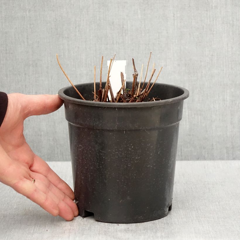 Exemplar von Astilbe arendsii Moccachino - Prachtspiere Topf mit 2L/3L wie im Frühjahr geliefert