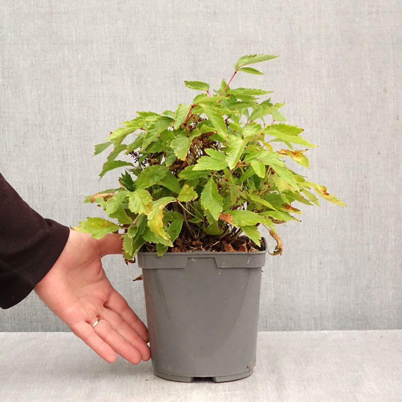 Exemplar von Astilbe arendsii Rock and Roll - Prachtspiere Topf mit 2L/3L wie im Herbst geliefert