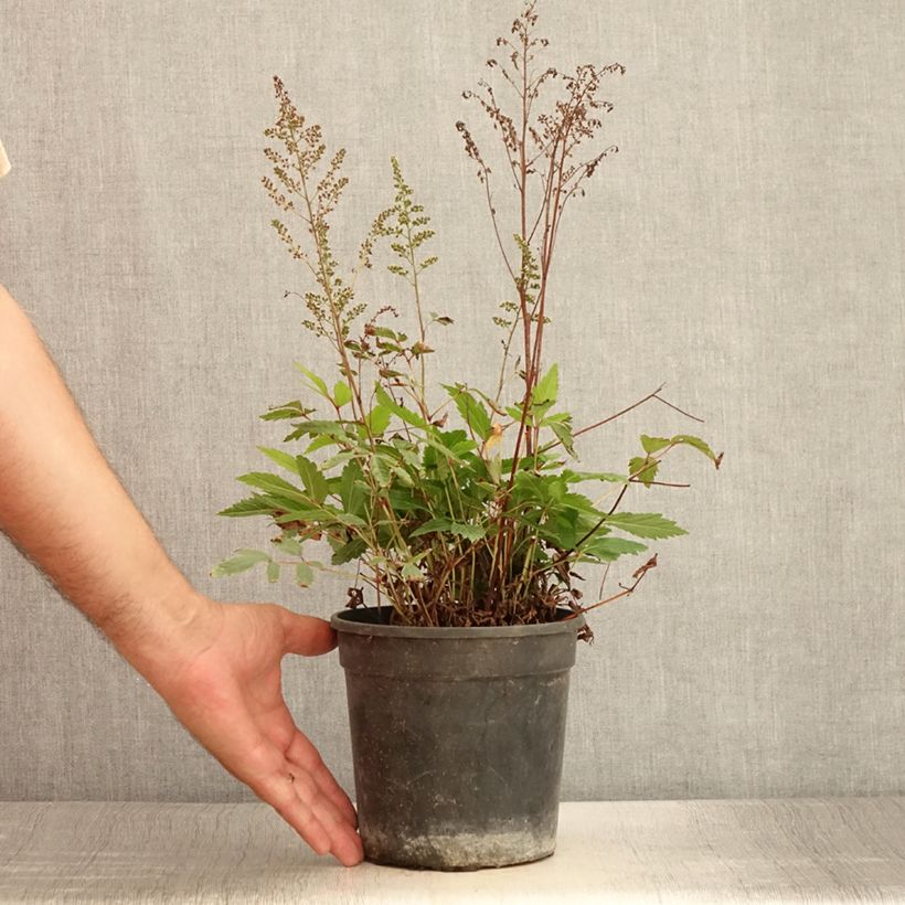 Example of Astilbe arendsii Rock and Roll - Prachtspiere Topf mit 2L/3L as you get in ete