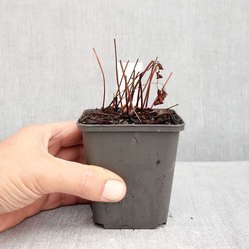 Exemplar von Astilbe arendsii Spinell - Prachtspiere Kleine Töpfe von 8/9 cm wie im Herbst geliefert