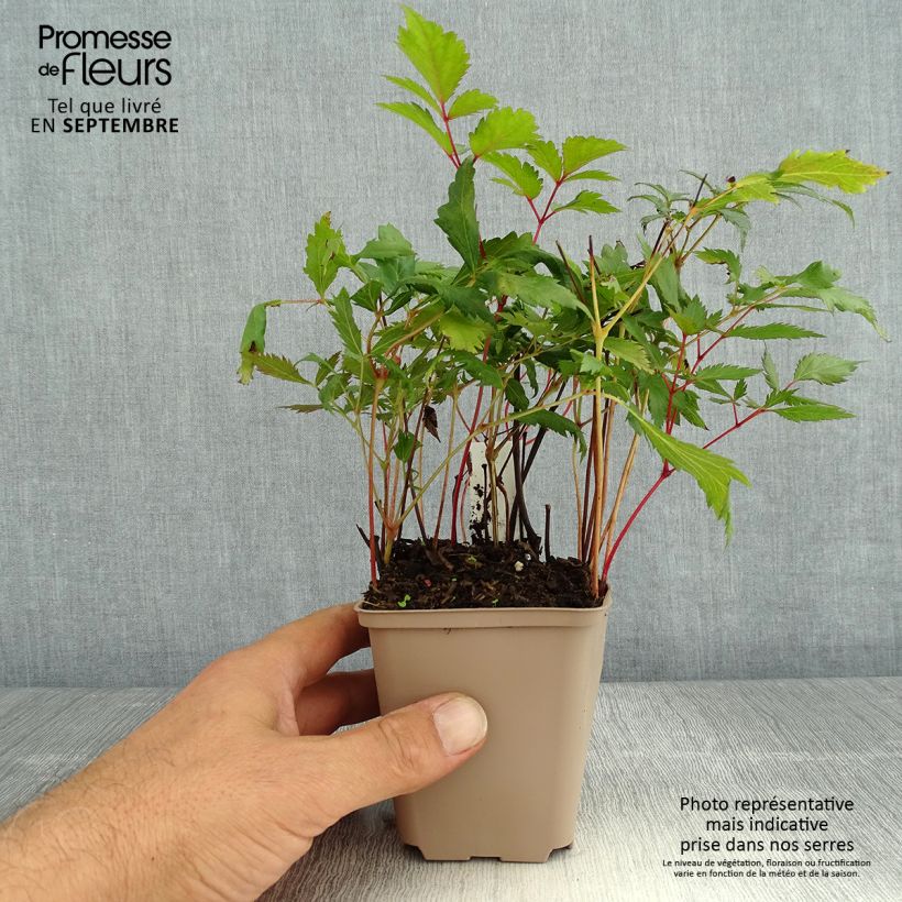 Example of Astilbe arendsii Spinell - Prachtspiere Kleine Töpfe von 8/9 cm as you get in ete
