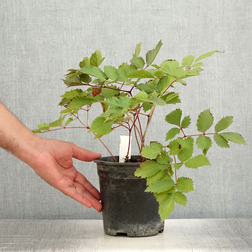 Example of Astilbe chinensis Mighty Chocolate Cherry - Prachtspiere Topf mit 2L/3L as you get in ete